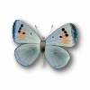 butterfly tube