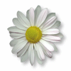 daisy tube