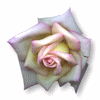 pink rose tube
