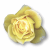 rose tubes